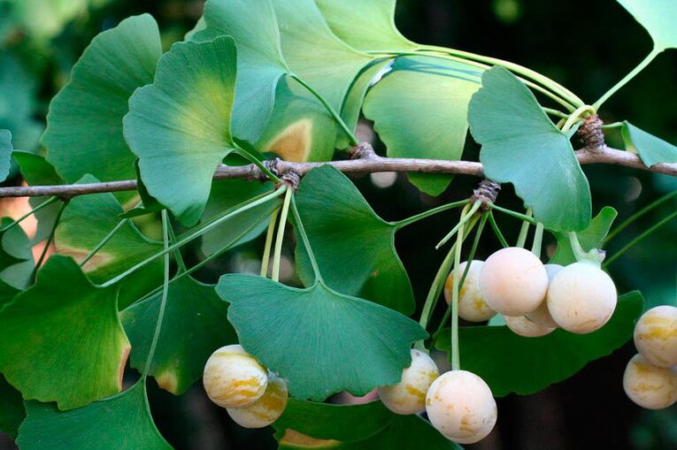 Ginkgo biloba - an exotic herb to increase potency