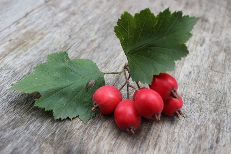 Hawthorn berry increases male libido and strengthens erections