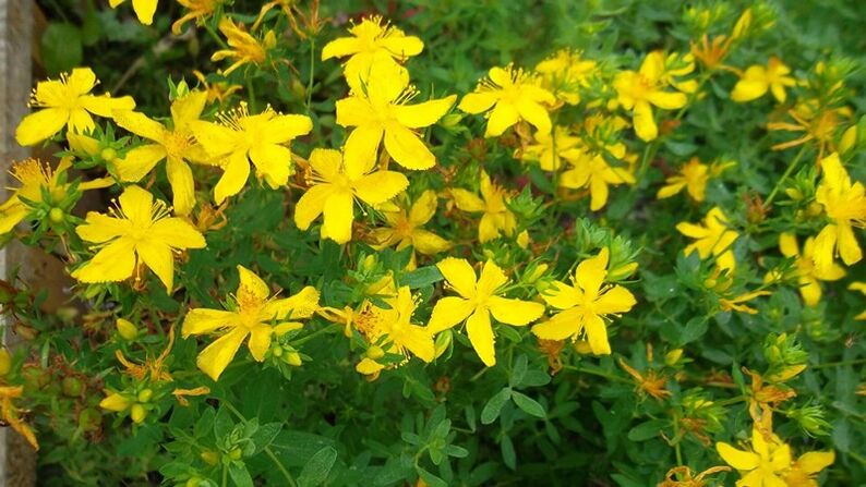 What herbs increase men's potential