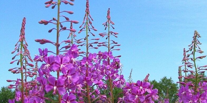 herbs to increase men's potential